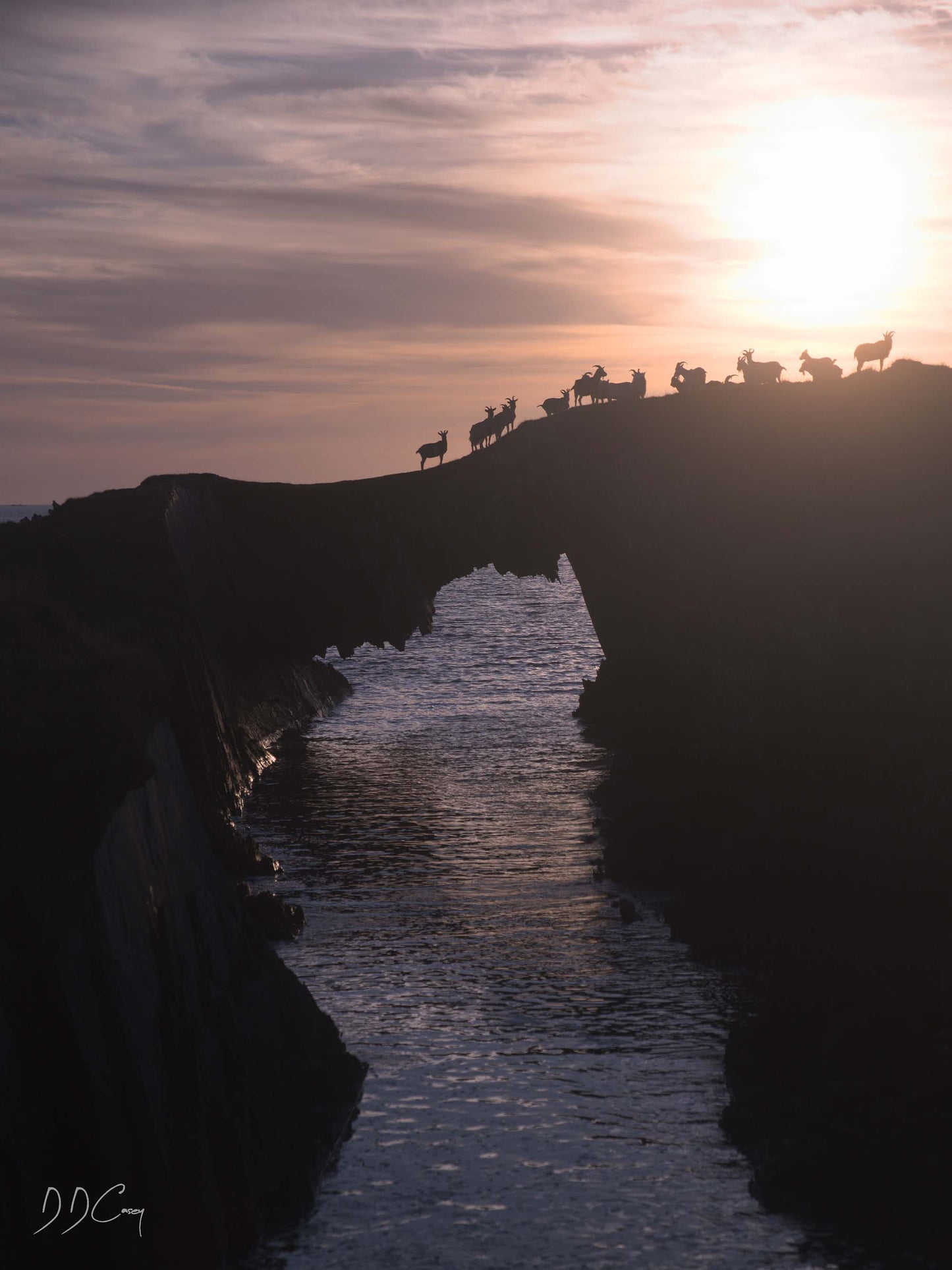 Photo print of wild goats crossing sea arch on Eastern Skeams island, peeking over a stone wall.